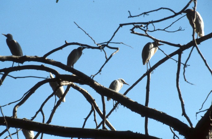 Egret, Cattle056