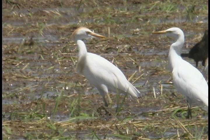 Egret, Cattle