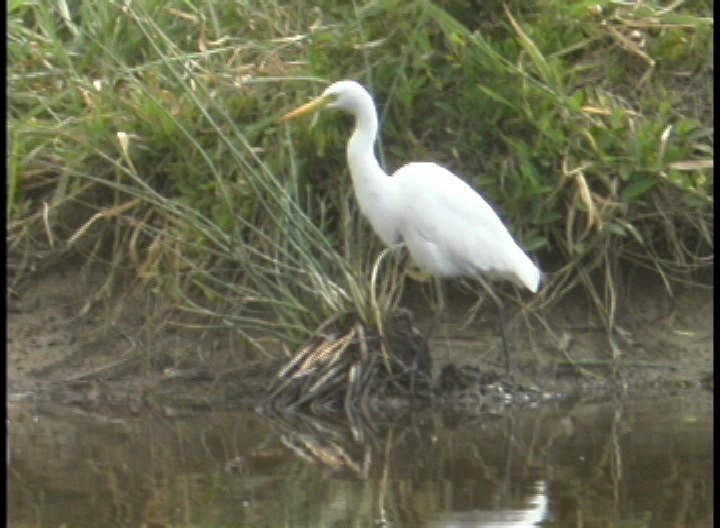 Egret, Eastern Great 1