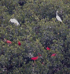 Egret, Great - Ardea alba - with Scarlet Ibis, Caroni Swamp, Trinidad1