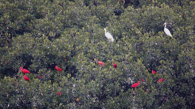 Egret, Great - Ardea alba - with Scarlet Ibis, Caroni Swamp, Trinidad2