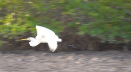 Egret, Great - Senegal 1