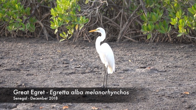 Egret, Great - Senegal 2