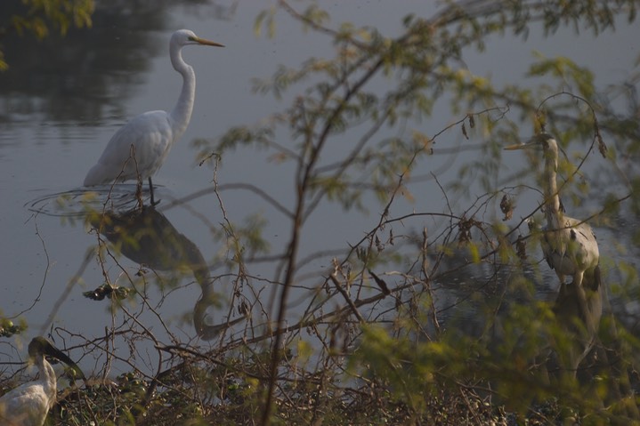 Egret, Great  Ardea alba modesta k3