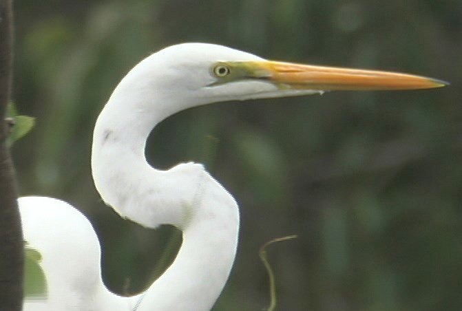 Egret, Great 1