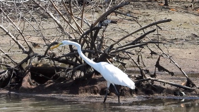 Egret, Great 1