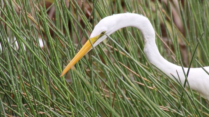 Egret, Great