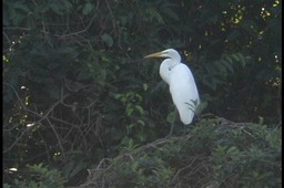 Egret, Great