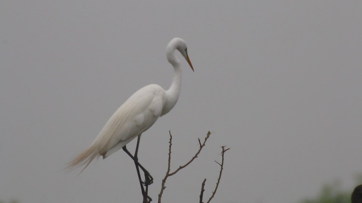 Egret, Great (Texas) 10