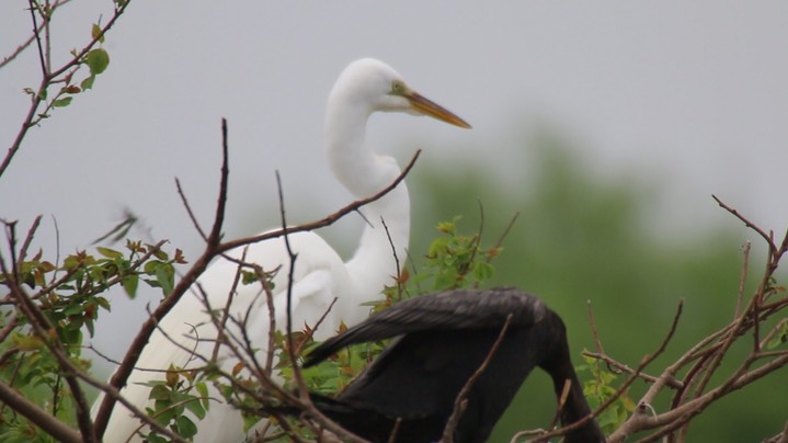 Egret, Great (Texas) 1