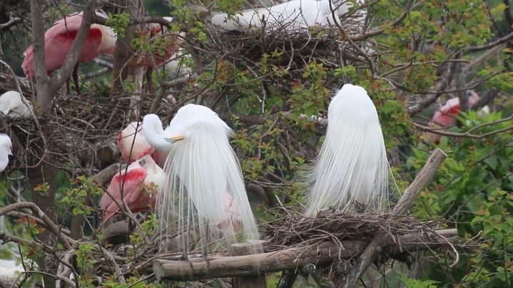 Egret, Great (Texas) 2