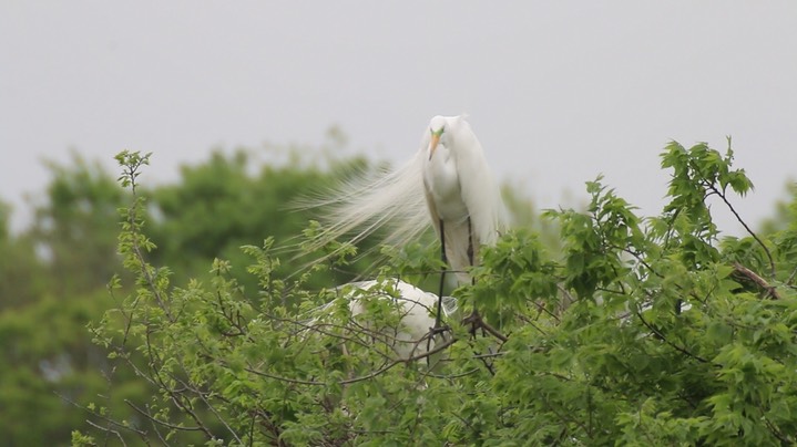 Egret, Great (Texas) 3