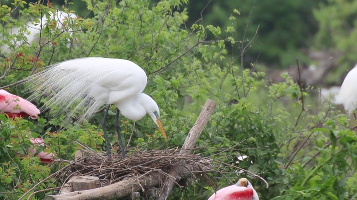 Egret, Great (Texas) 4