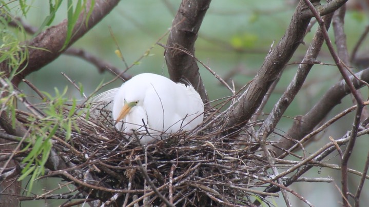 Egret, Great (Texas) 5