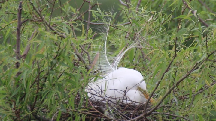 Egret, Great (Texas) 6