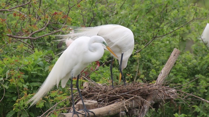 Egret, Great (Texas) 8