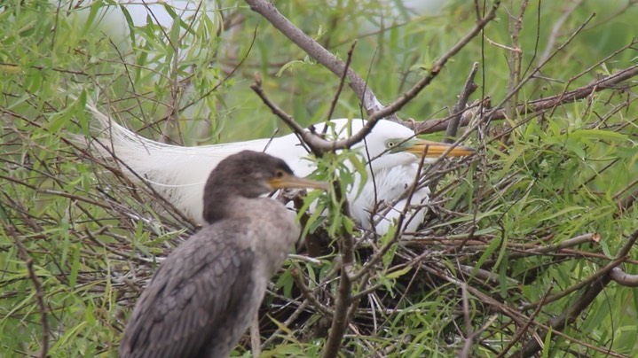 Egret, Great (Texas) 9