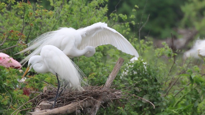 Egret, Great (Texas)