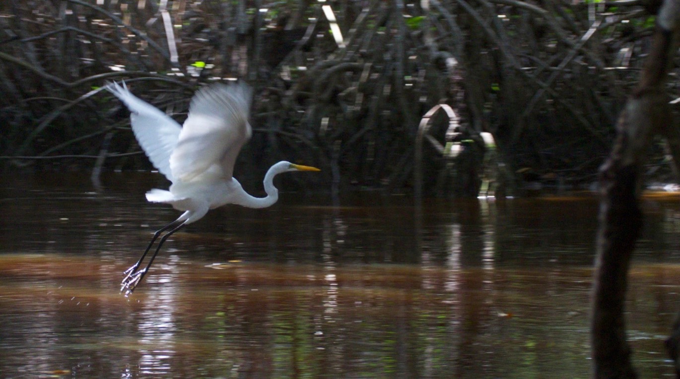 Egret, Great2