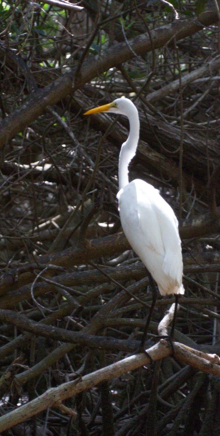 Egret, Great4