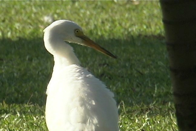 Egret, Intermediate 2