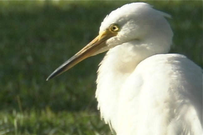 Egret, Intermediate 4