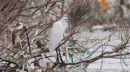 Egret, Little 1