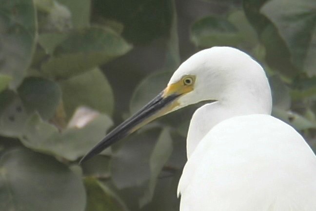 Egret, Little 1