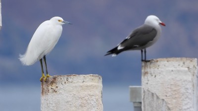 Egret, Snowy - Baja California 3