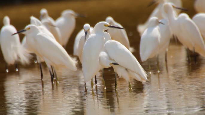 Egret, Snowy 1