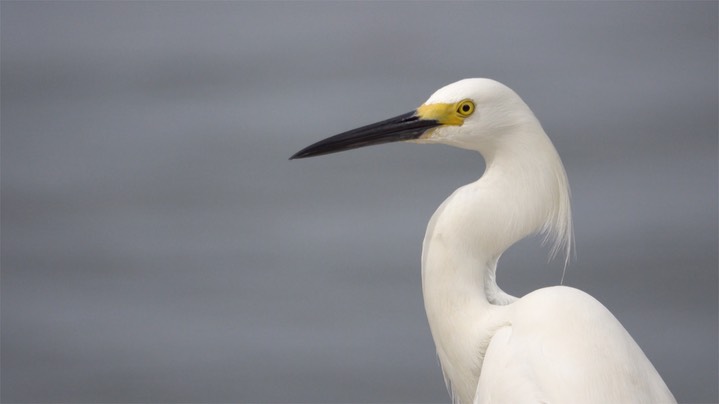 Egret, Snowy (Colombia) 1