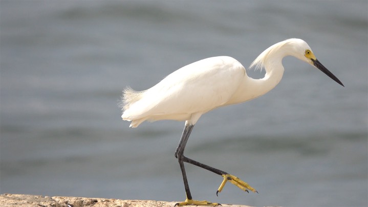 Egret, Snowy (Colombia) 3