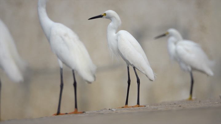 Egret, Snowy (Colombia) 4