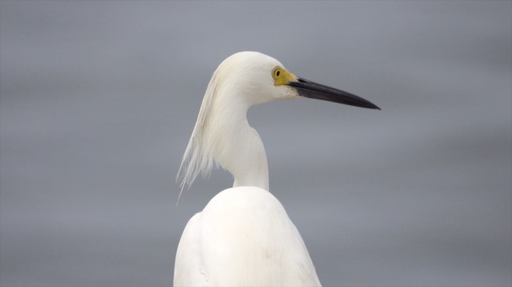 Egret, Snowy (Colombia) 5