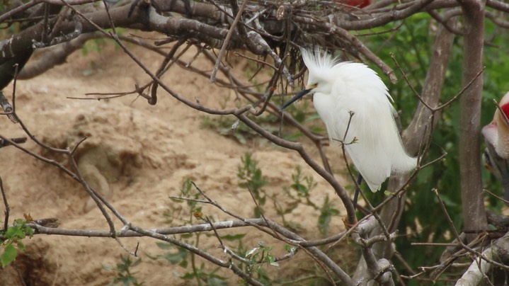 Egret, Snowy (Texas) 1