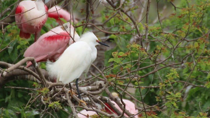 Egret, Snowy (Texas)