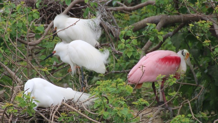 Egret, Snowy (Texas)header