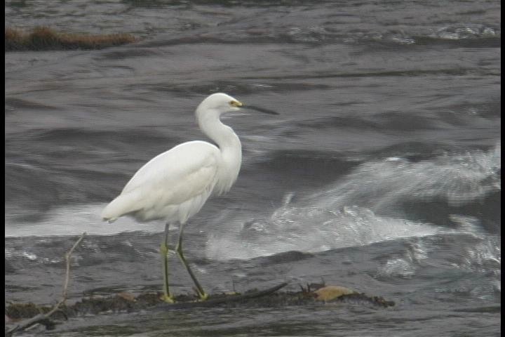 Egret, Snowy_1