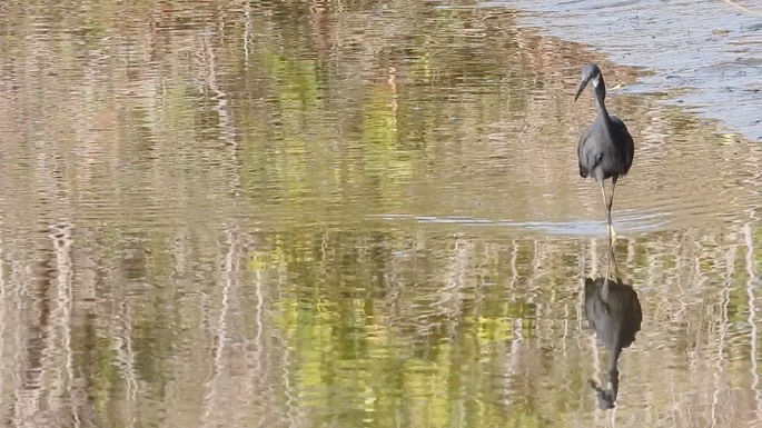 Egret, Western Reef 1