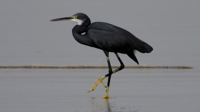 Egret, Western Reef 2 