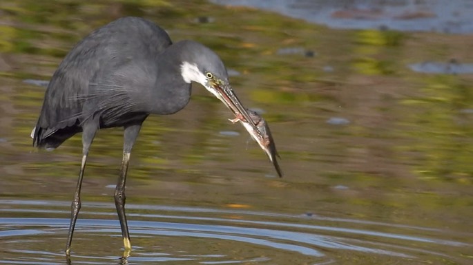 Egret, Western Reef 3