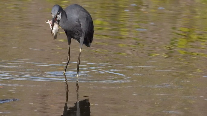 Egret, Western Reef 4