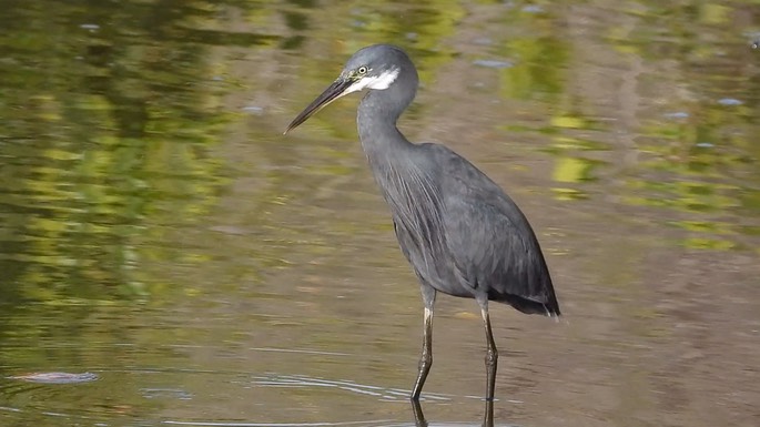 Egret, Western Reef 5