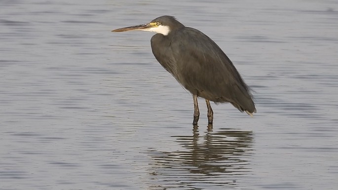 Egret, Western Reef 6