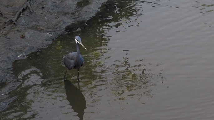 Egret, Western Reef 7