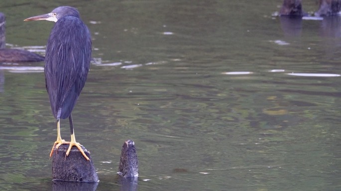 Egret, Western Reef 8