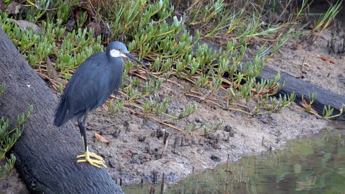 Egret, Western Reef 9