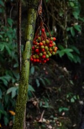 El Dorado Reserve, Santa Marta Mountains, Colombia39