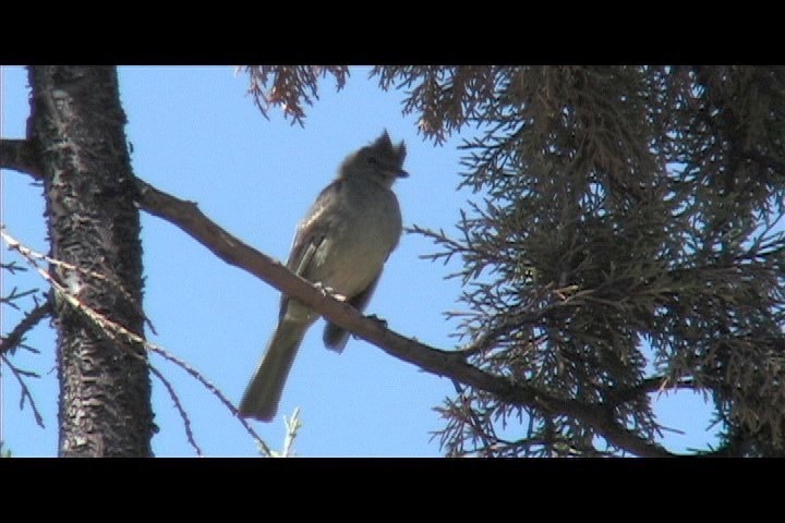 Elaenia, Mottled-backed 1