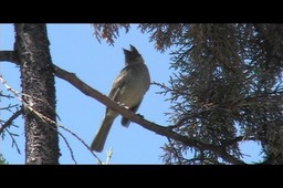 Elaenia, Mottled-backed 2